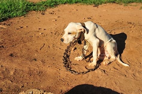 dog fucking girls|Warning: Brothers Forced Dogs To Brutalize ‘Bait’ Puppies In。